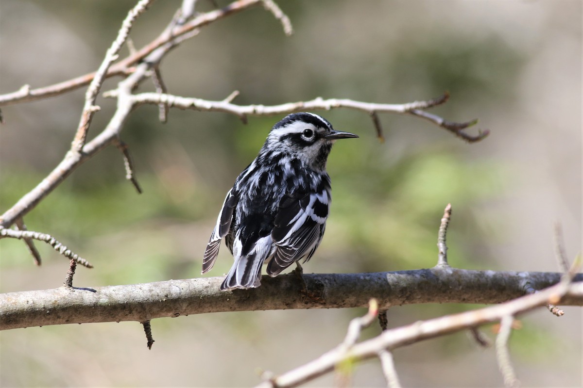 Black-and-white Warbler - ML156566941