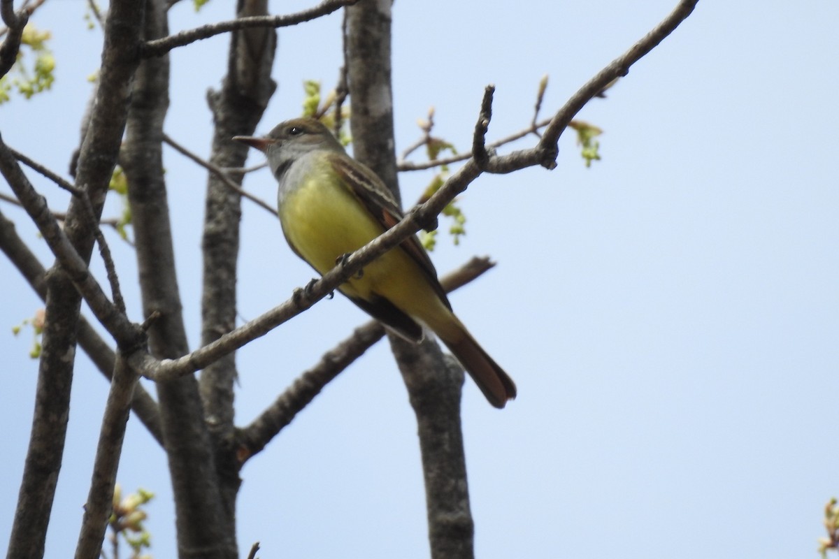 Great Crested Flycatcher - ML156567491