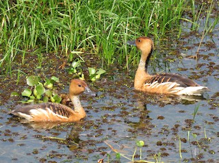 Fulvous Whistling-Duck, ML156567531