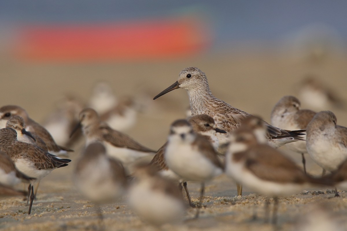 Great Knot - ML156570001