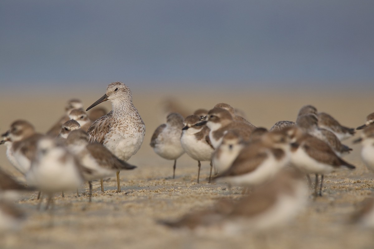 Great Knot - ML156570011