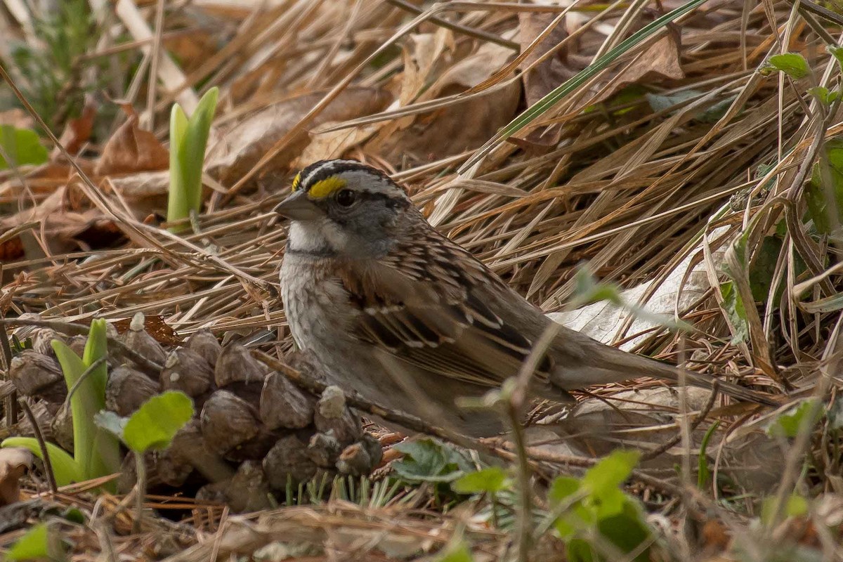 White-throated Sparrow - ML156571031