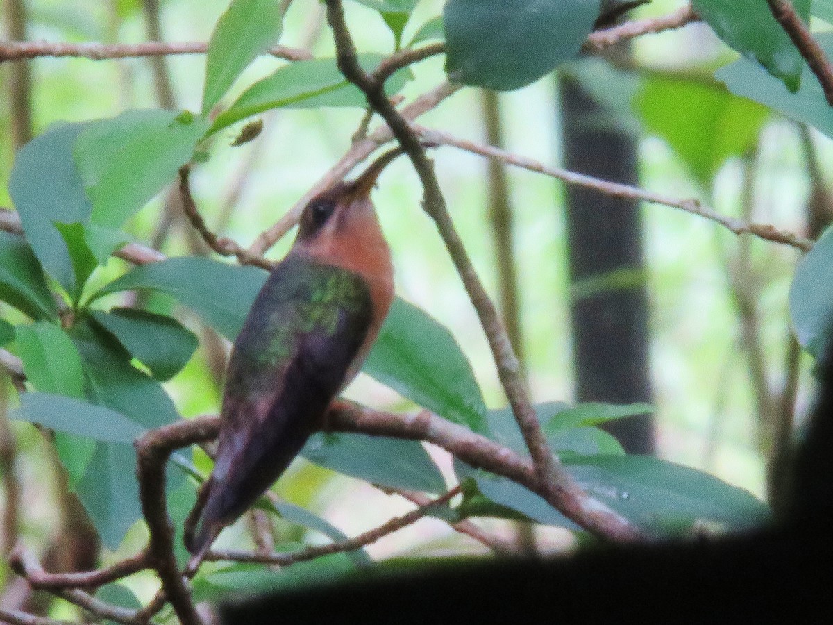 Rufous-breasted Hermit - ML156571191