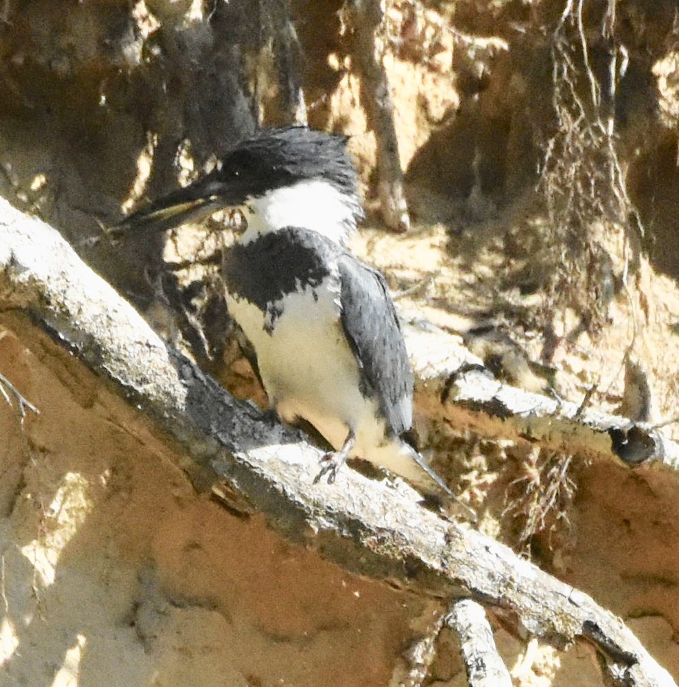 Belted Kingfisher - ML156573691