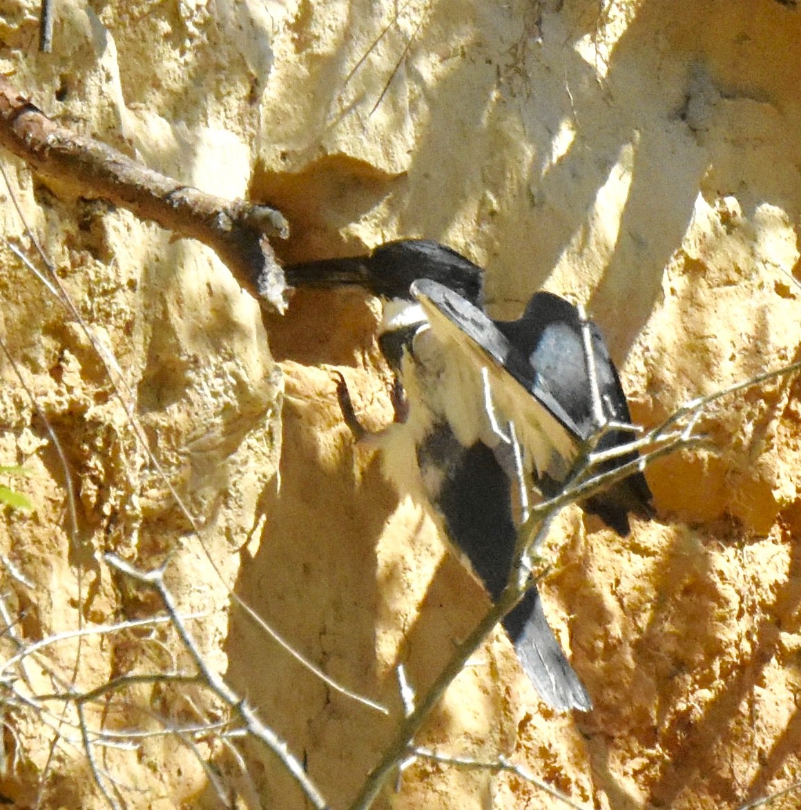 Belted Kingfisher - ML156573711