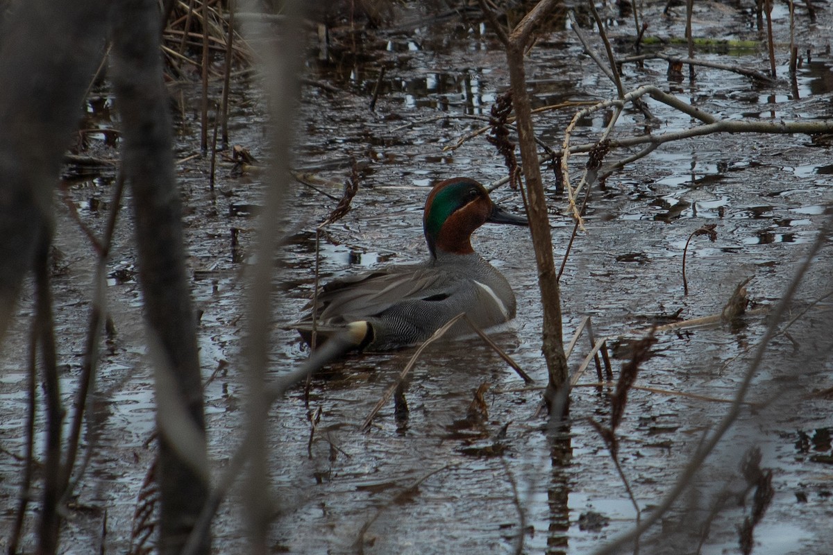Green-winged Teal - ML156580411