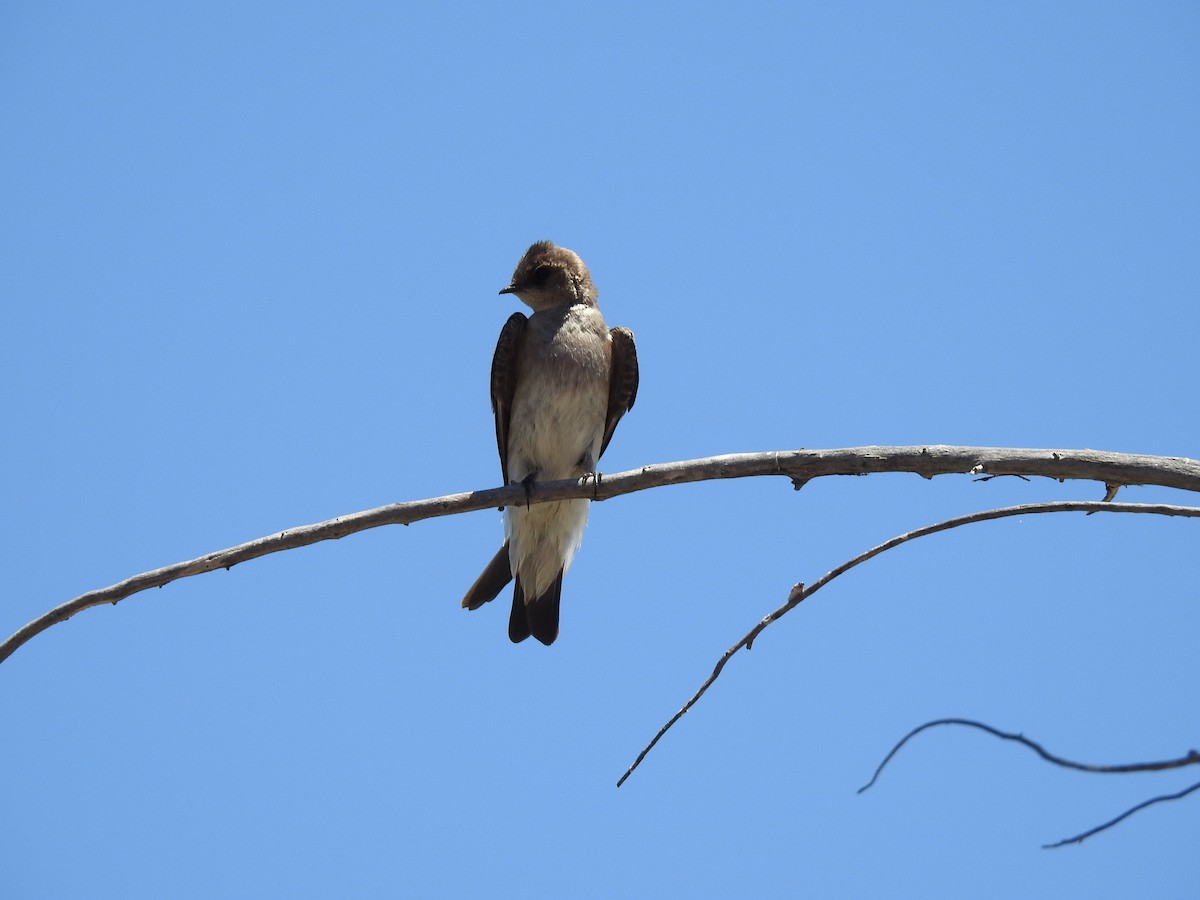 Northern Rough-winged Swallow - ML156583941