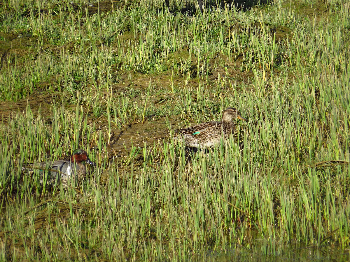 Green-winged Teal - ML156584291