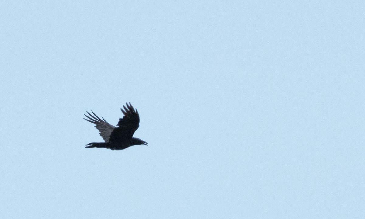 Common Raven - ML156585931