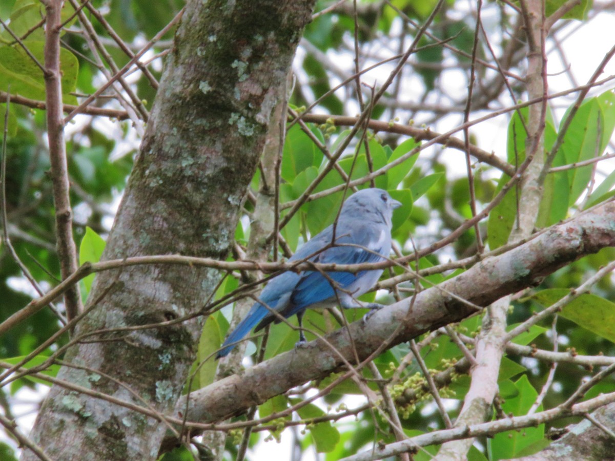 Blue-gray Tanager - ML156586621