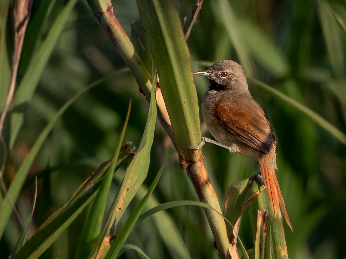White-bellied Spinetail - ML156587121