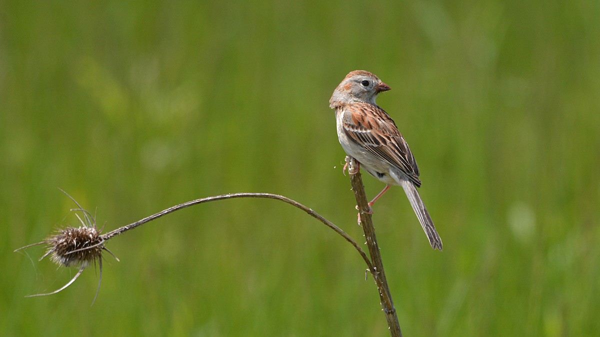 Field Sparrow - Carl Winstead