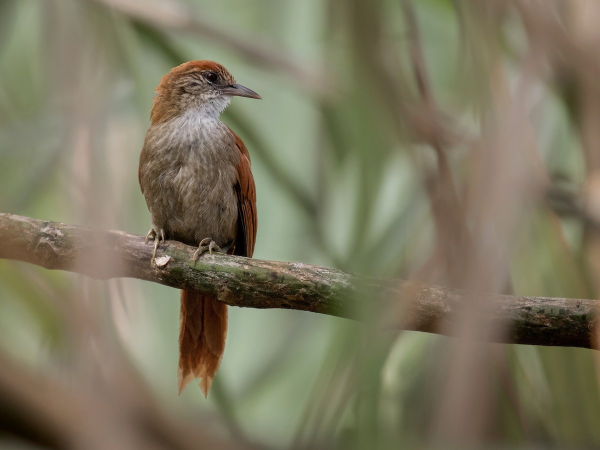Parker's Spinetail - ML156596441
