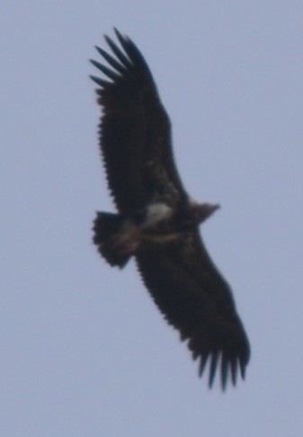 Red-headed Vulture - ML156596501
