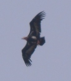 Red-headed Vulture - ML156596511