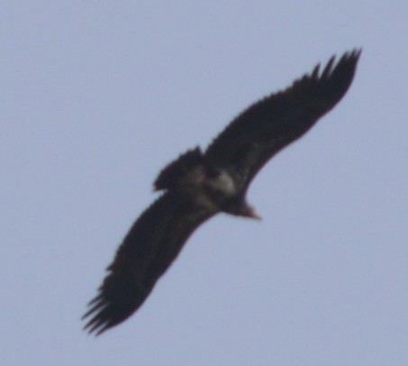 Red-headed Vulture - ML156596521