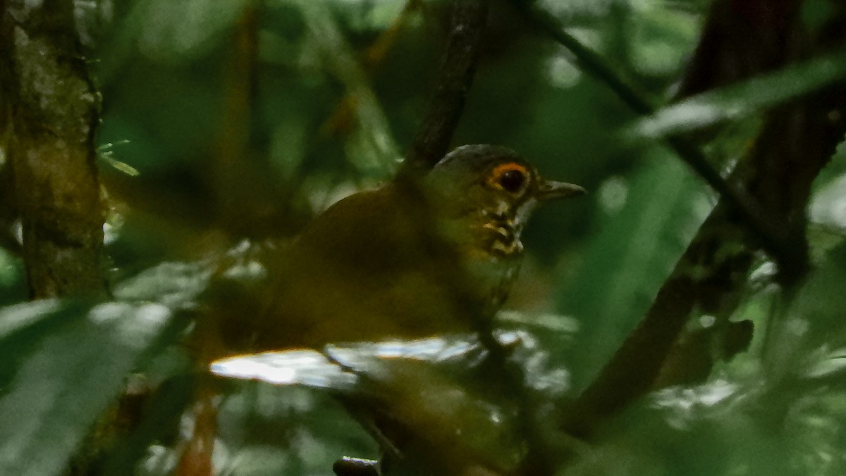 Spotted Antpitta - ML156598951
