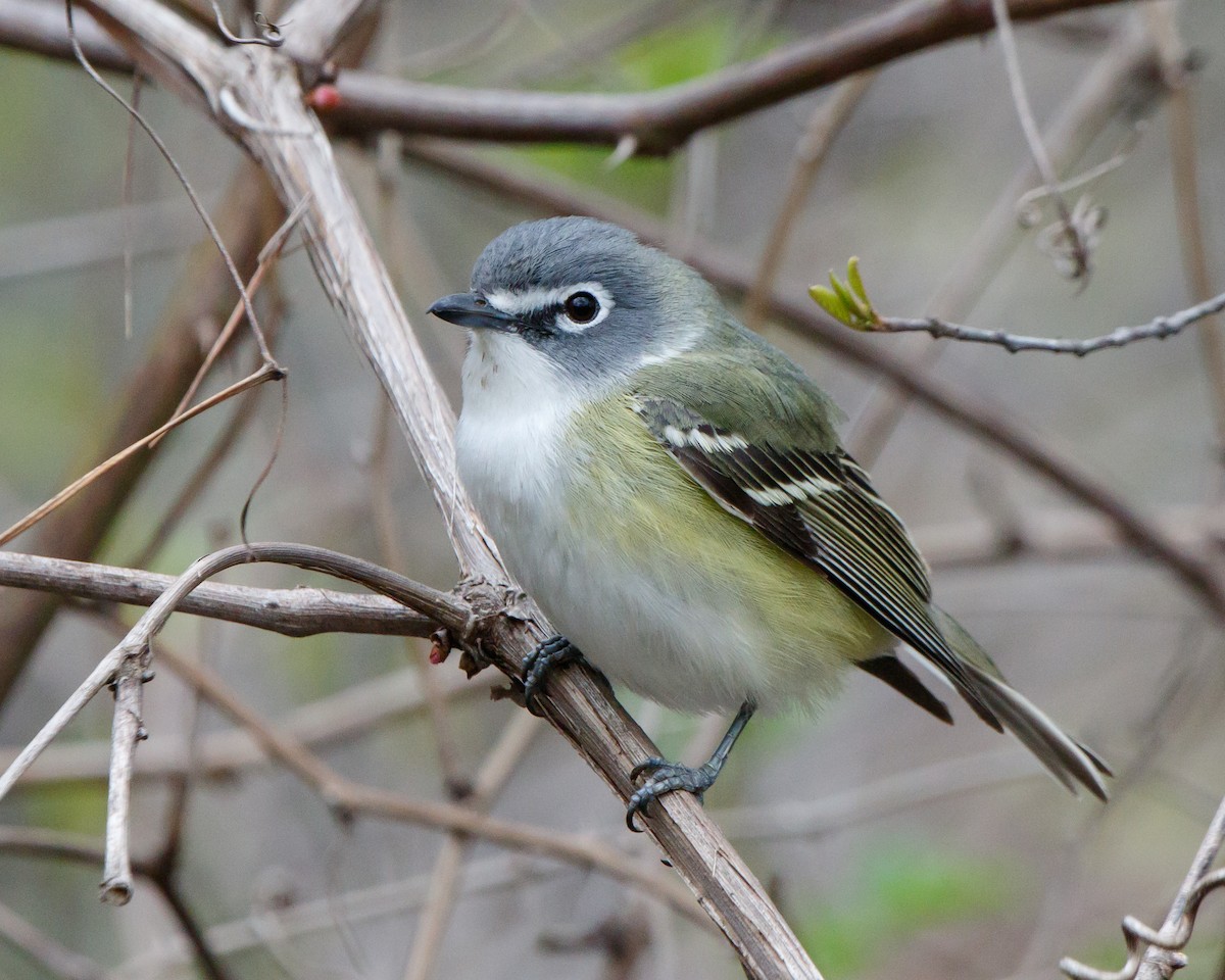 Blue-headed Vireo - Jeff Stacey
