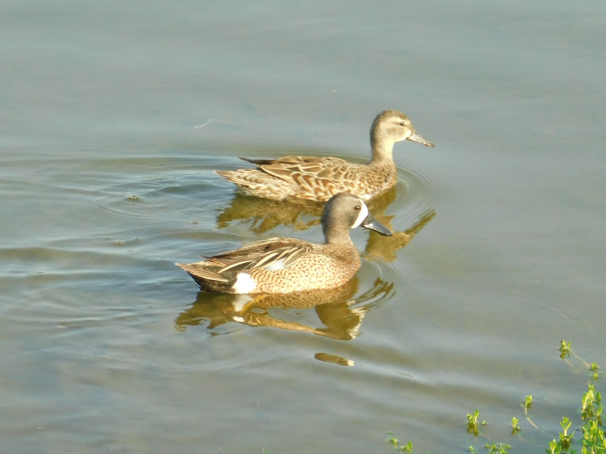 Blue-winged Teal - ML156600031