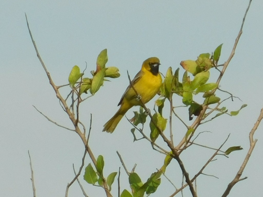 Orchard Oriole - ML156602731
