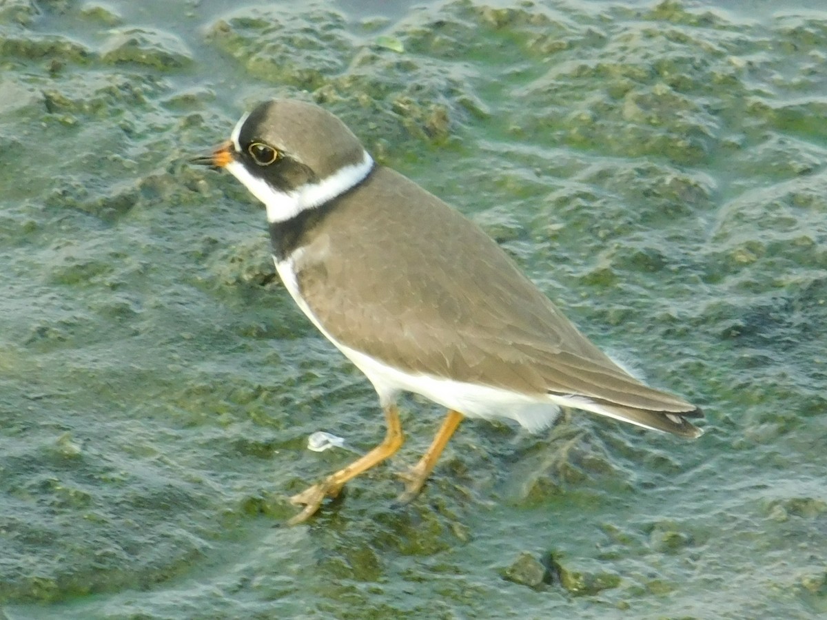 Semipalmated Plover - ML156603311