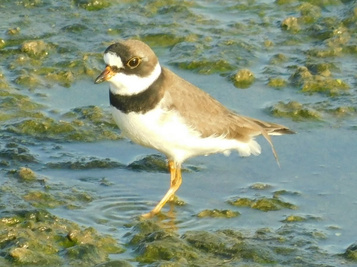 Semipalmated Plover - ML156603371