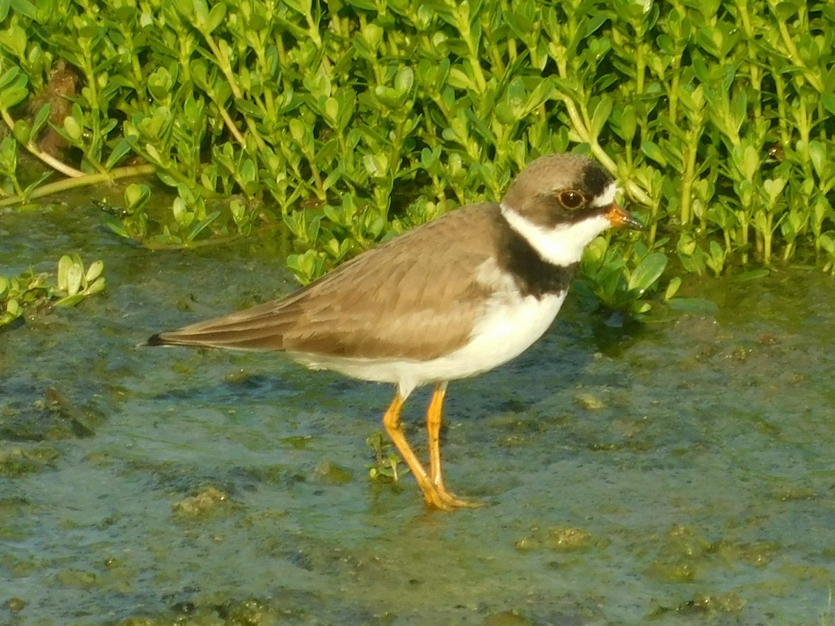 Semipalmated Plover - ML156603451