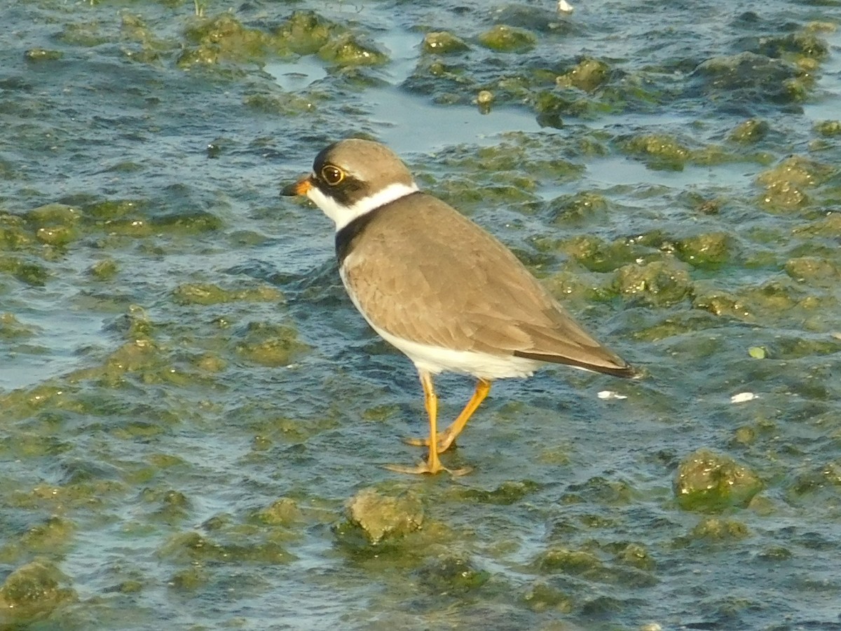 Semipalmated Plover - ML156603511
