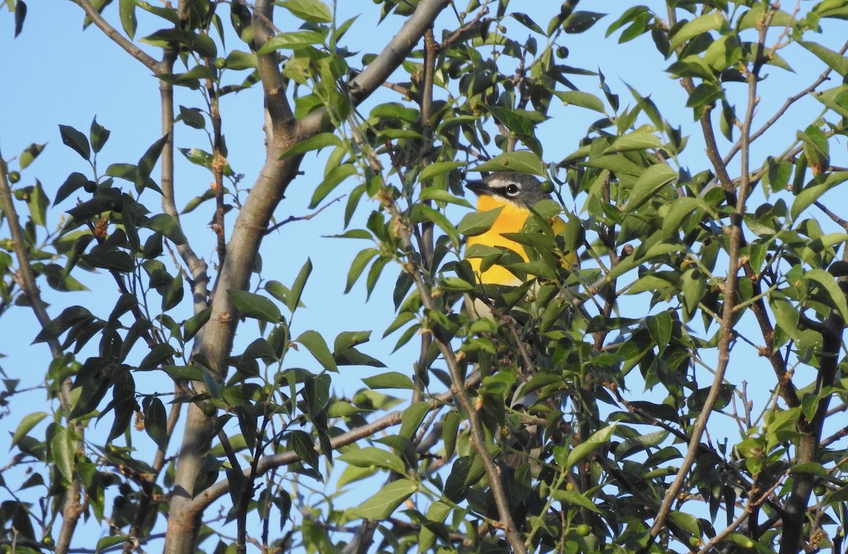 Yellow-breasted Chat - ML156604071