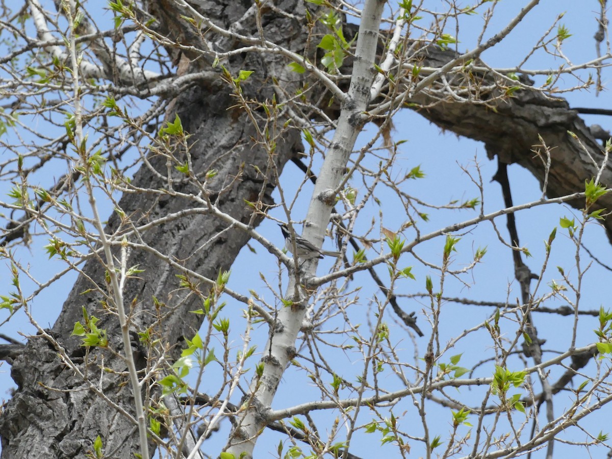 Black-throated Gray Warbler - ML156605841
