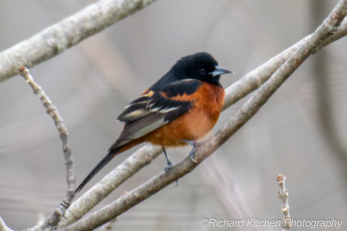 Orchard Oriole - ML156607971