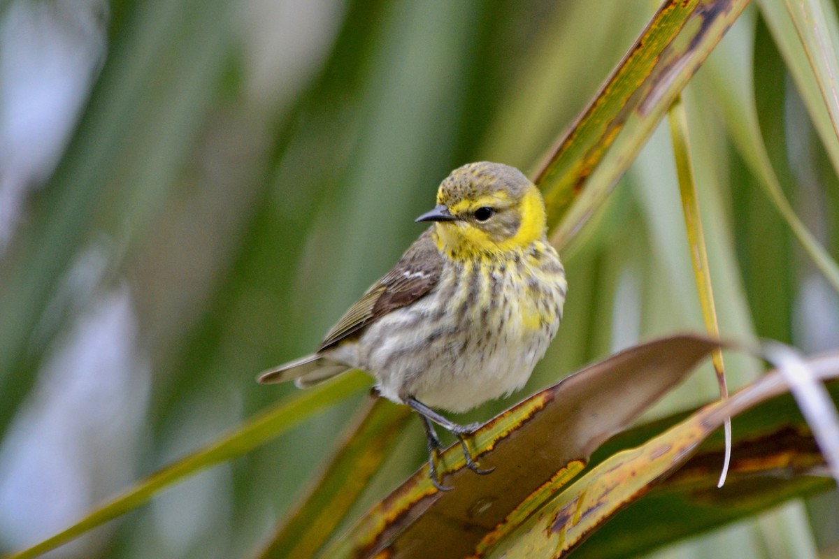 Cape May Warbler - ML156608821