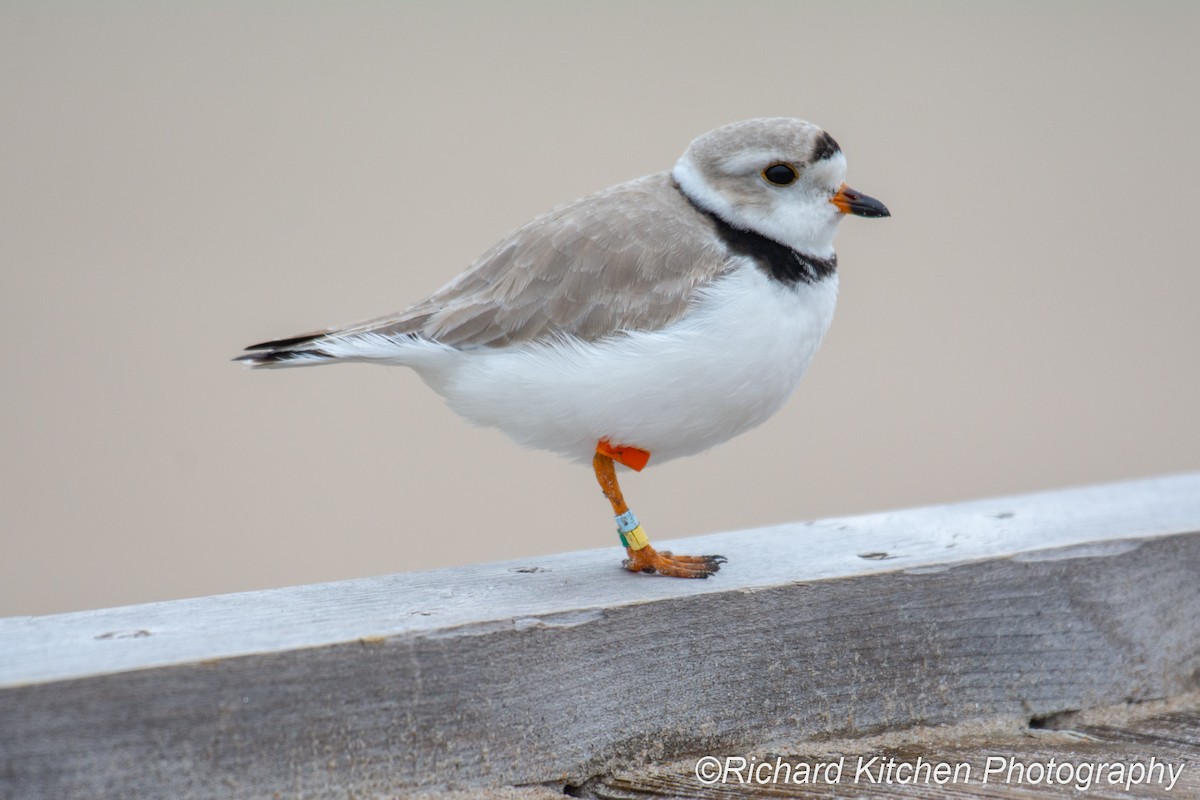 Piping Plover - ML156609201