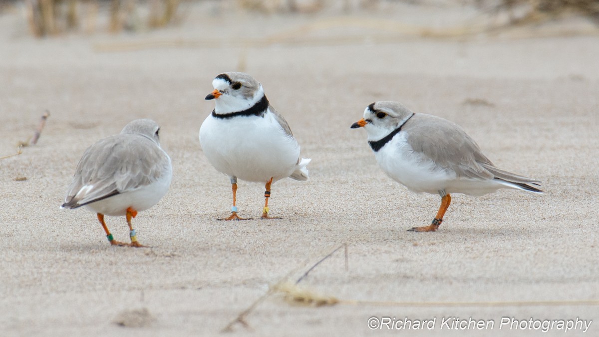 Piping Plover - ML156609231