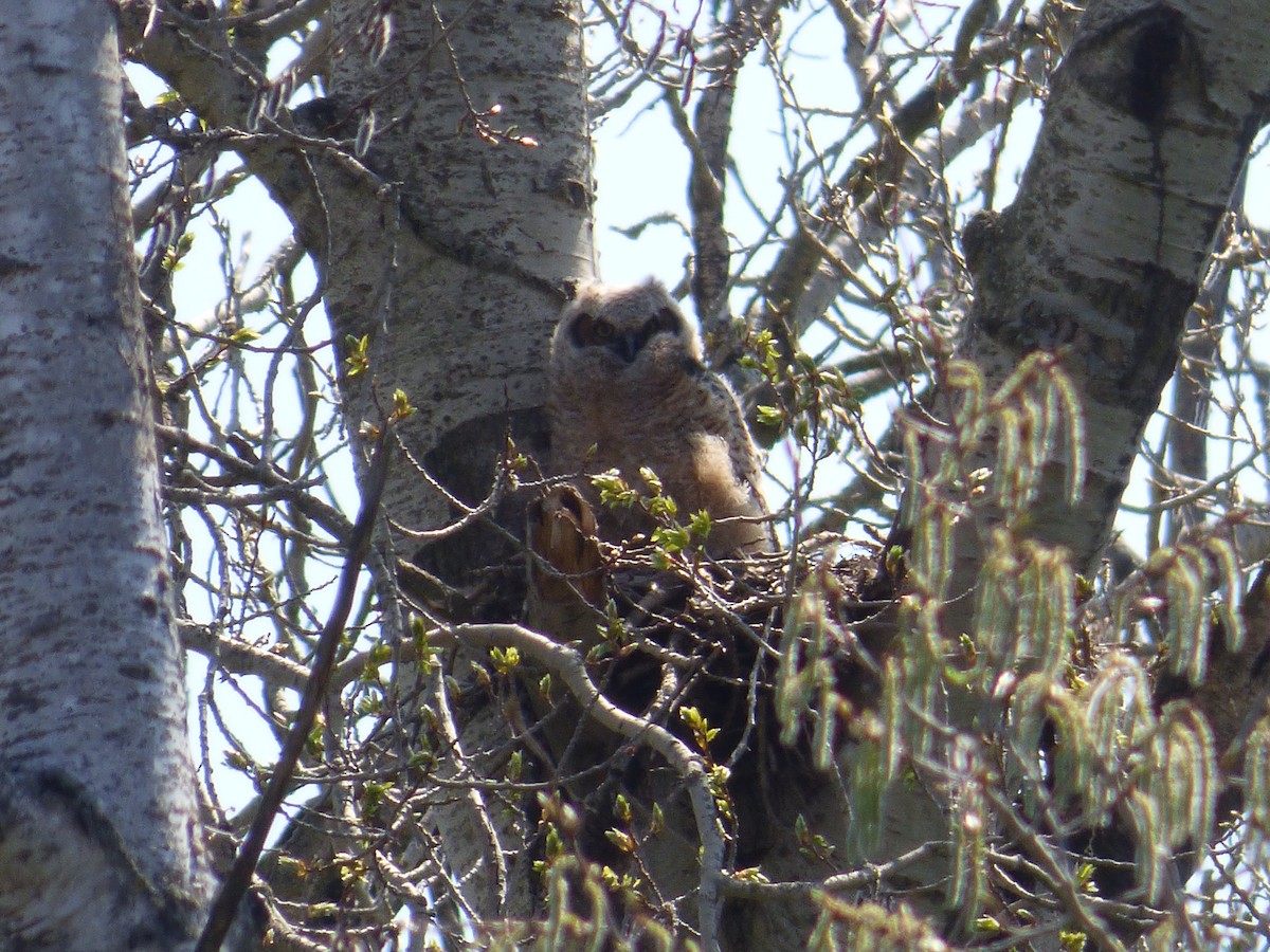Great Horned Owl - ML156610881