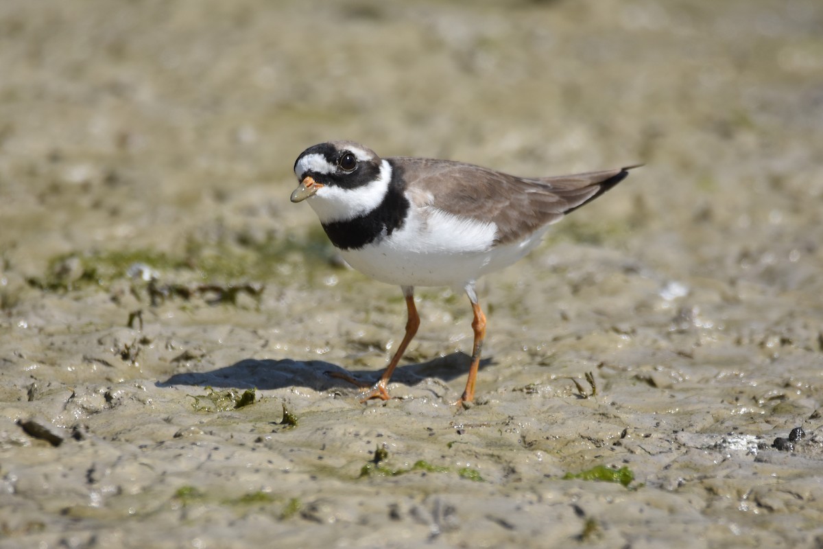 Common Ringed Plover - ML156612781