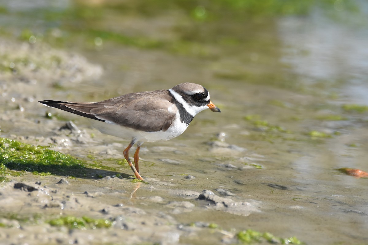 Common Ringed Plover - ML156612821