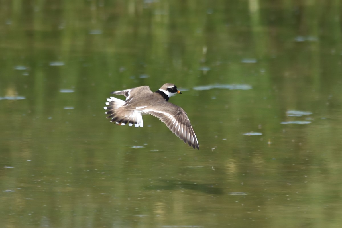 Common Ringed Plover - ML156612931