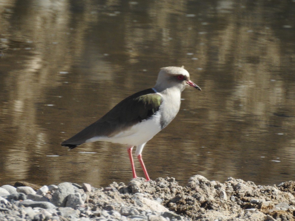 Andean Lapwing - ML156613051