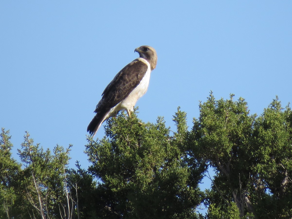Red-tailed Hawk - ML156613121