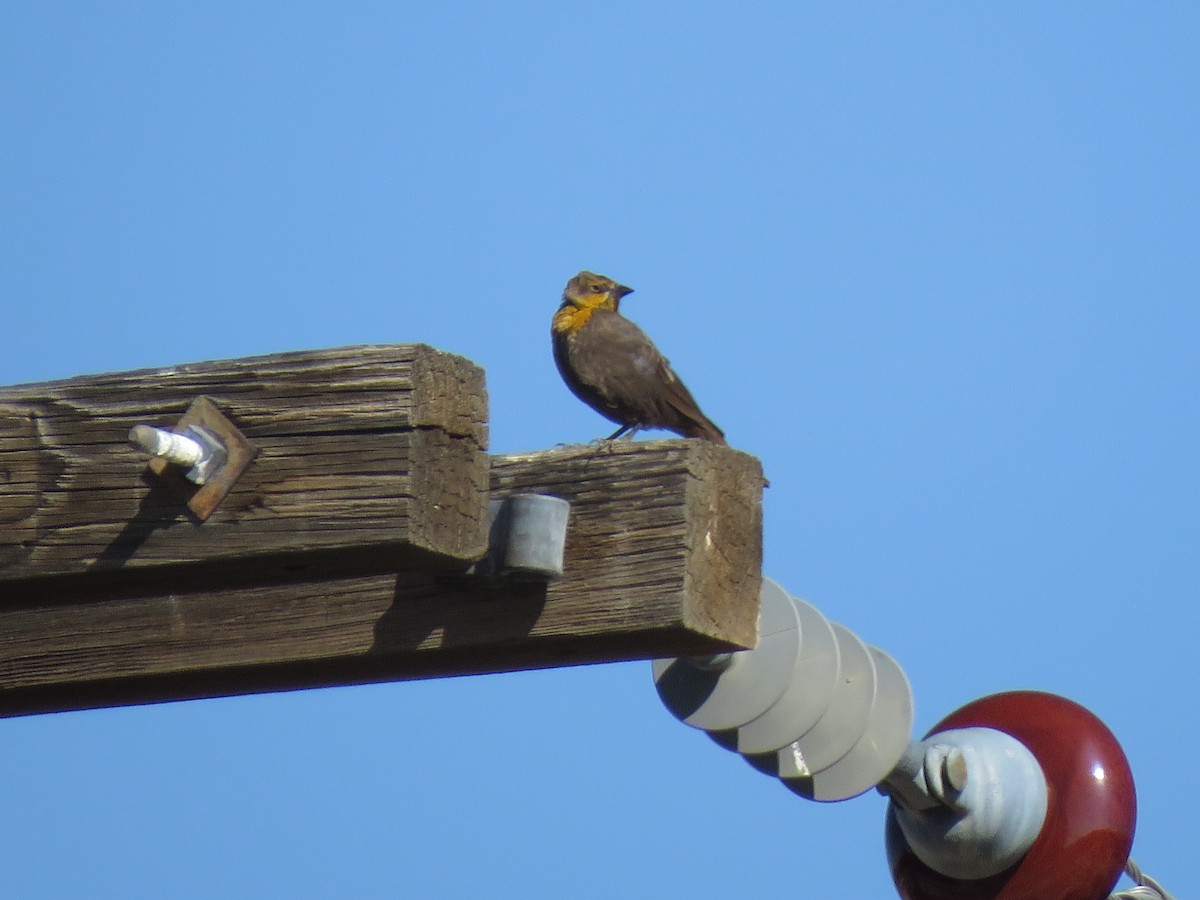 Yellow-headed Blackbird - ML156614281