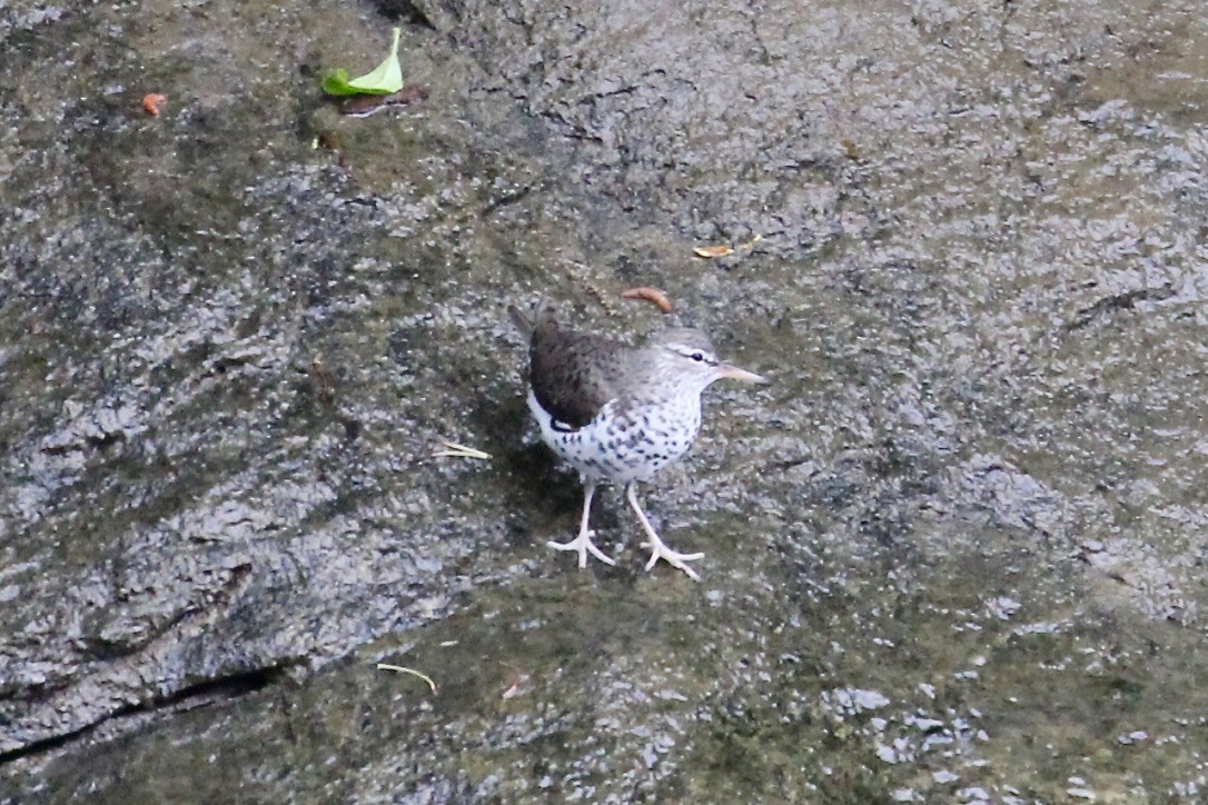 Spotted Sandpiper - Irvin Pitts