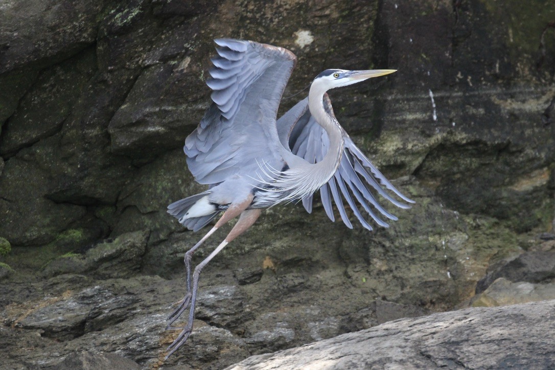 Great Blue Heron - Irvin Pitts