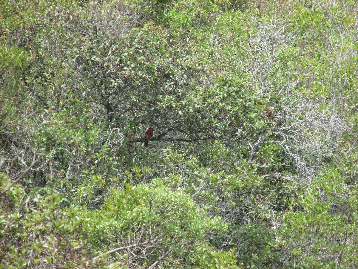 Crimson-mantled Woodpecker - ML156618881