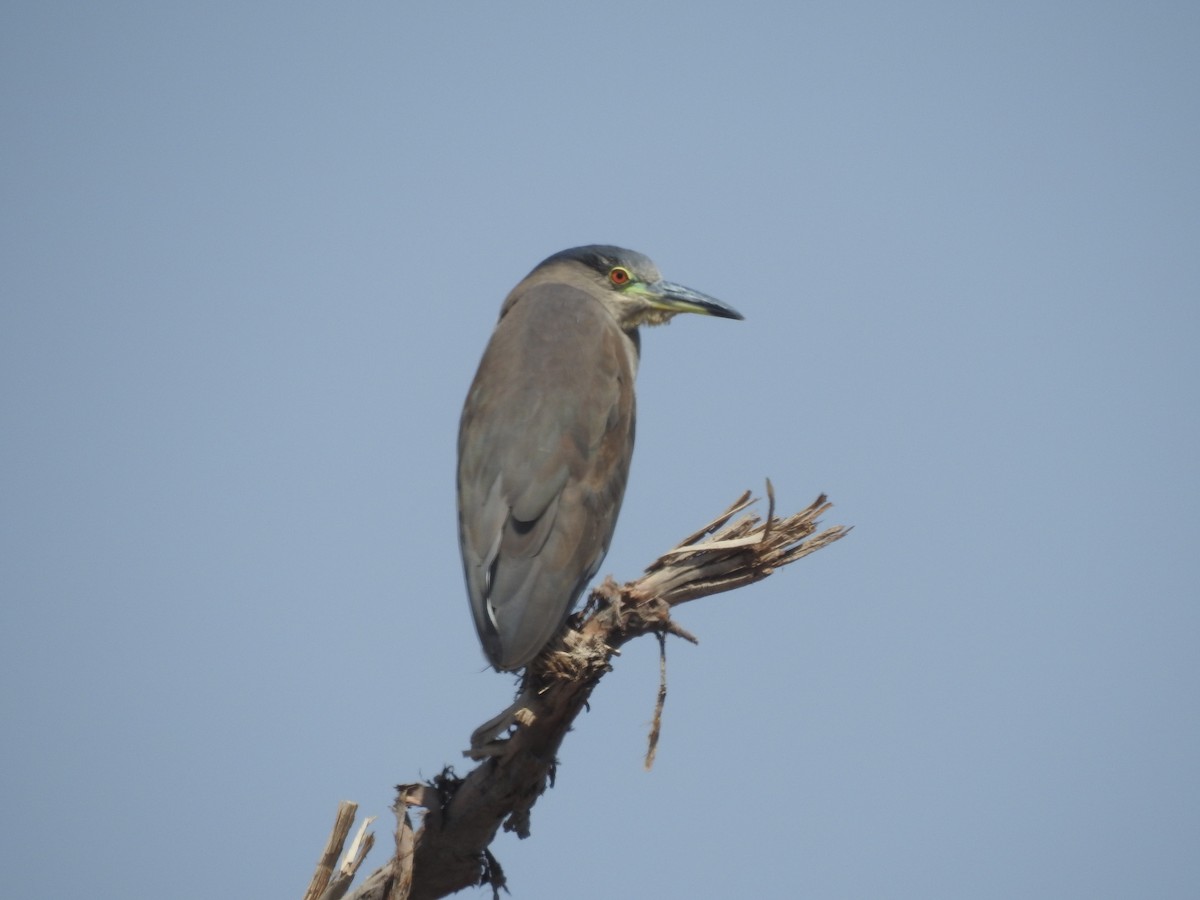 Black-crowned Night Heron - ML156618991