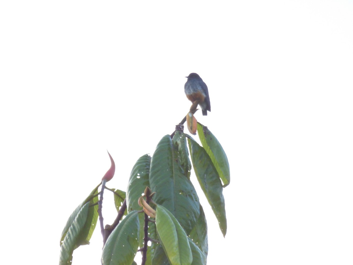 Swallow-winged Puffbird - Oscar Marín