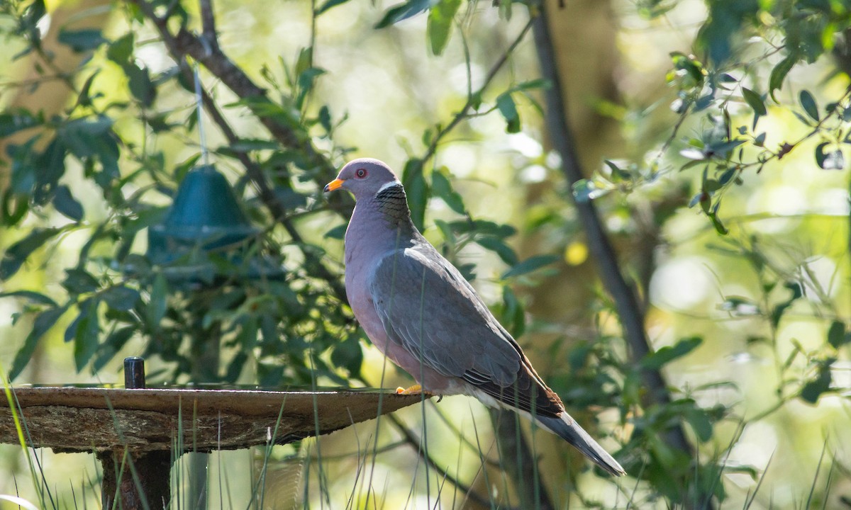 Band-tailed Pigeon - Paul Fenwick