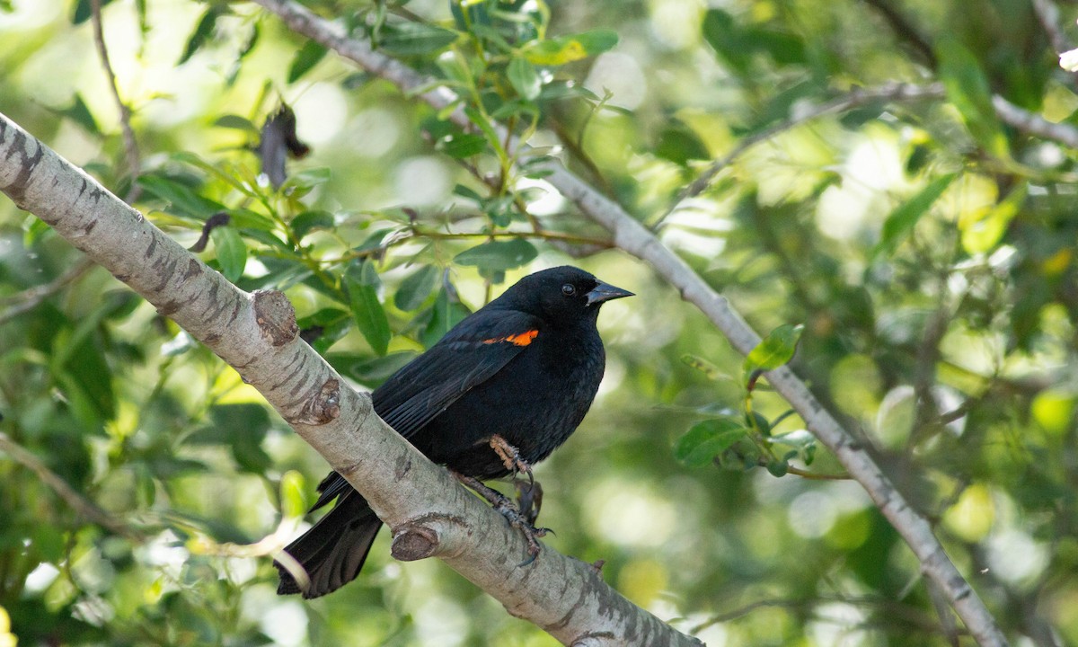 Red-winged Blackbird (California Bicolored) - ML156623171