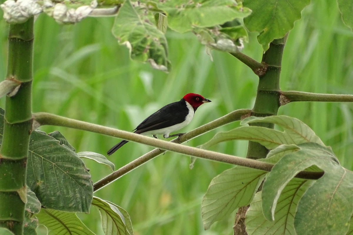 Red-capped Cardinal - ML156631181
