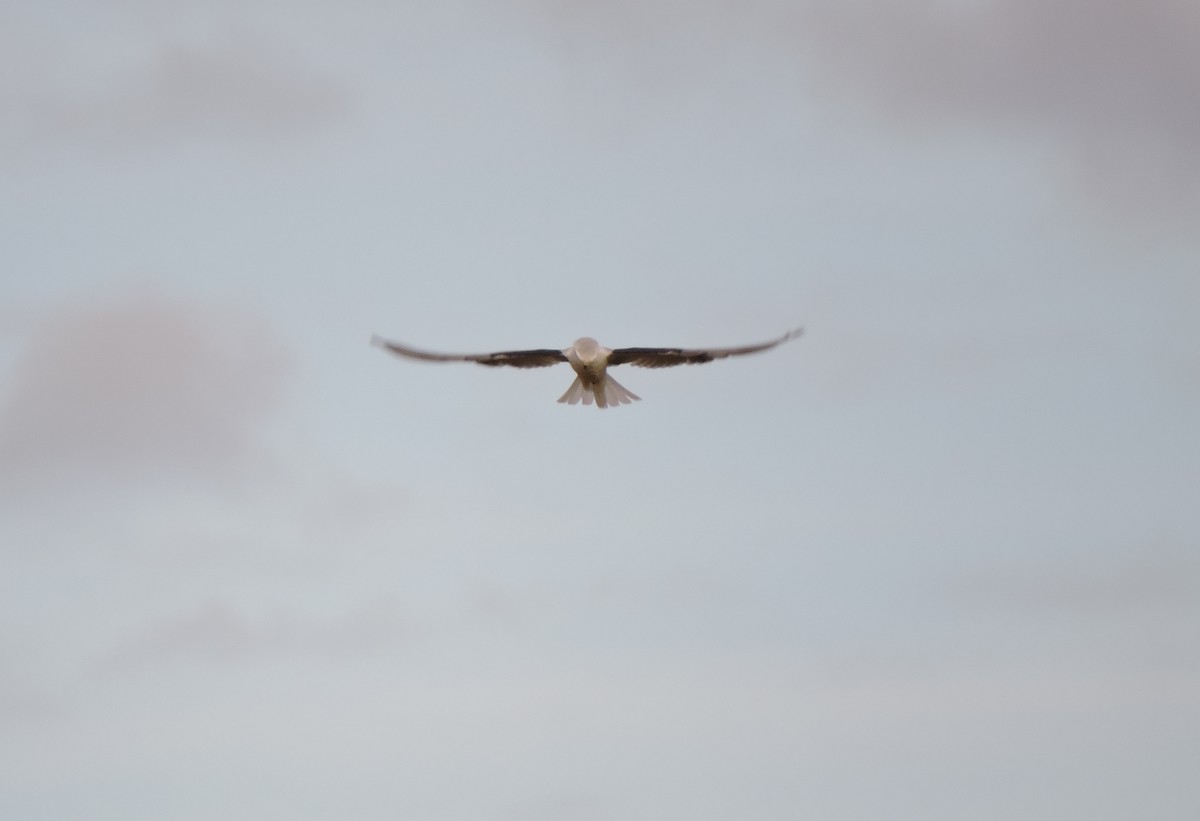 White-tailed Kite - ML156634211